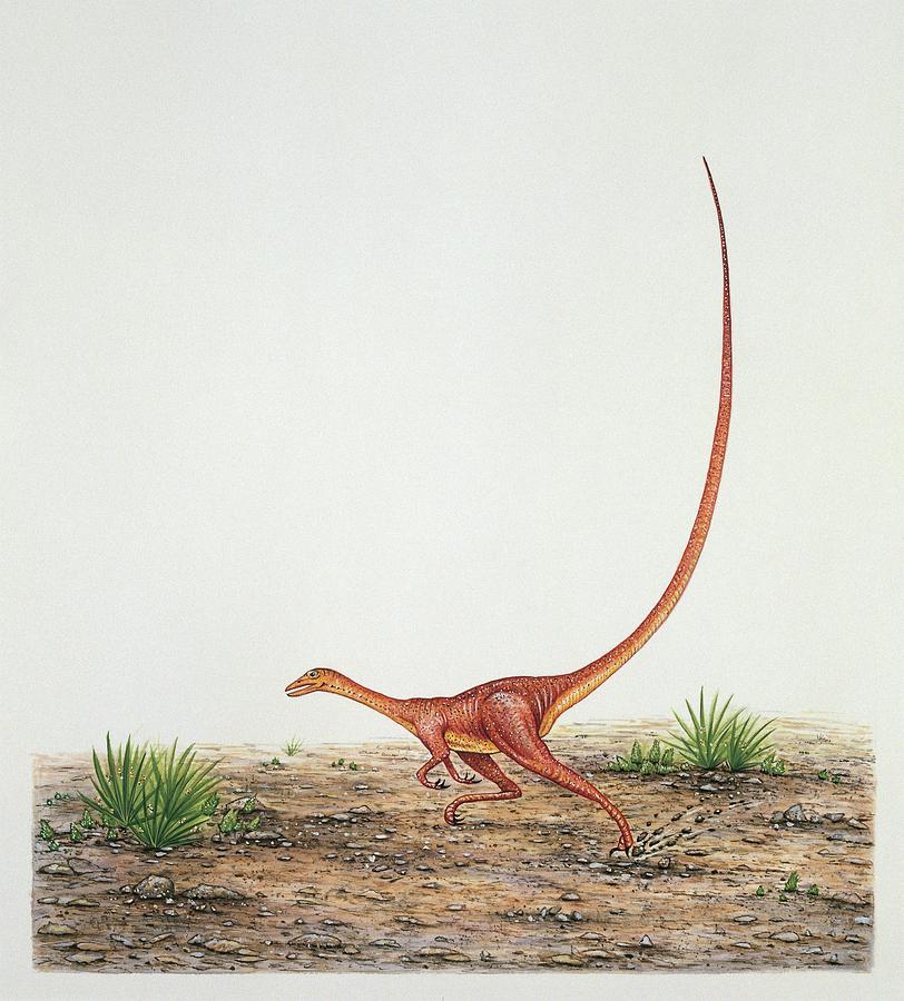 Alvarezsaurus Dinosaur Photograph by Deagostini/uig/science Photo ...