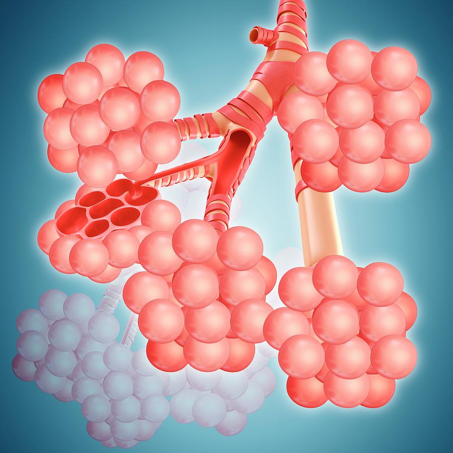 Alveoli Clusters In The Lungs Photograph by Pixologicstudio/science ...