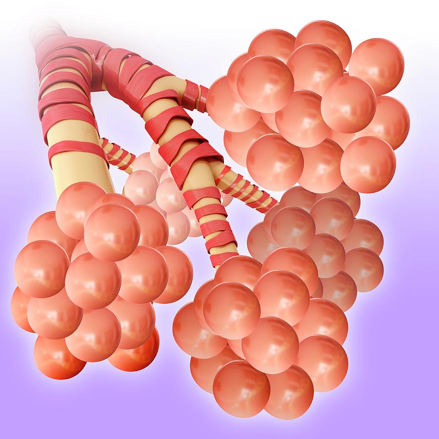 Alveoli Of The Human Lungs Photograph by Pixologicstudio/science Photo ...