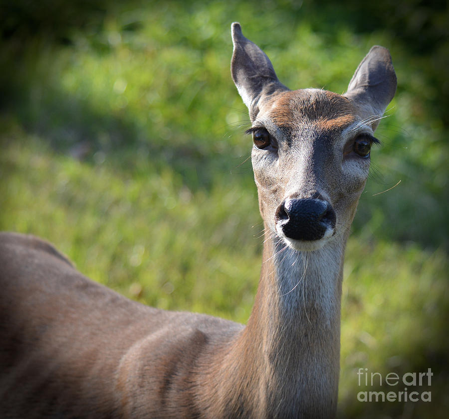 Deer Photograph - Always a Lady by Barb Dalton