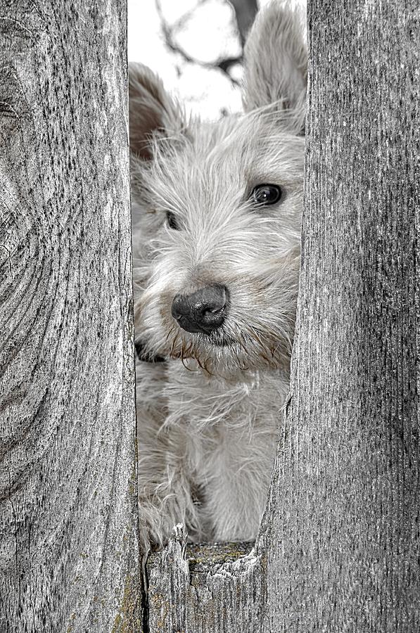 Dog Photograph - Always On The Alert by Image Takers Photography LLC - Laura Morgan