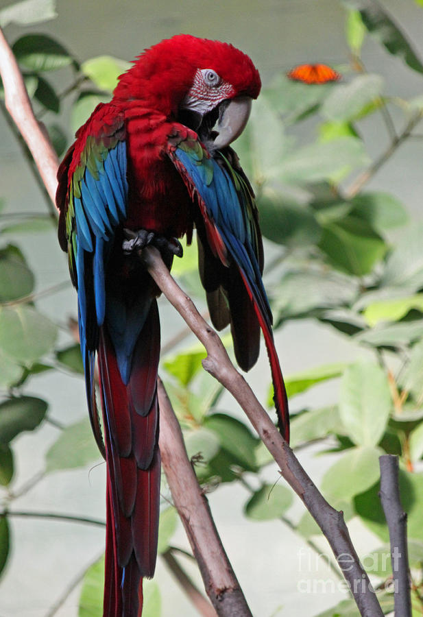 Macaw Photograph - Always Primping by Suzanne Gaff