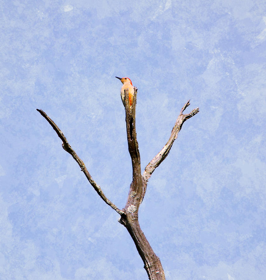 Woodpecker Photograph - Always Room At The Top by Deena Stoddard