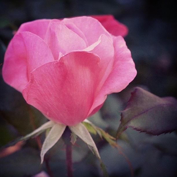 Nature Photograph - Always Sweet Finding Roses Right After by Penni DAulerio
