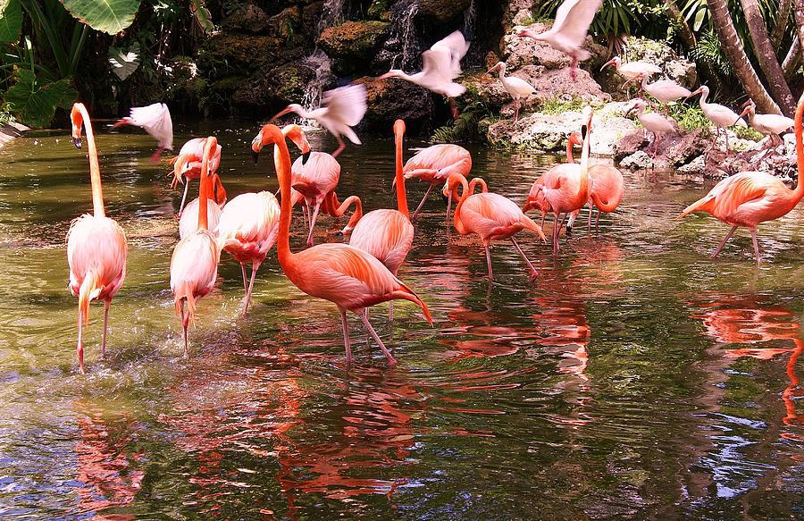 Am Flamingos Photograph
