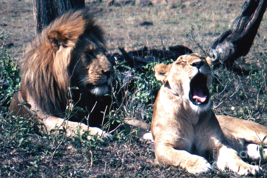 Am I Boring You? Photograph by Jerome Stumphauzer