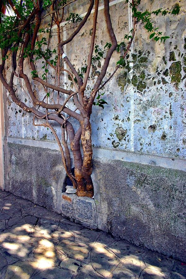 Amalfi Tree in the Wall Photograph by Henry Kowalski