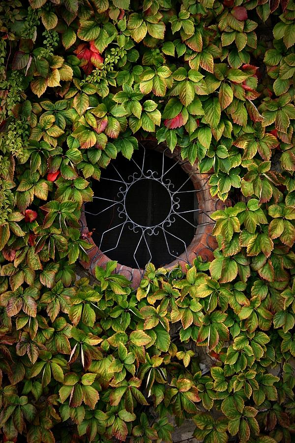 Amalfi Window Ivy Photograph by Henry Kowalski