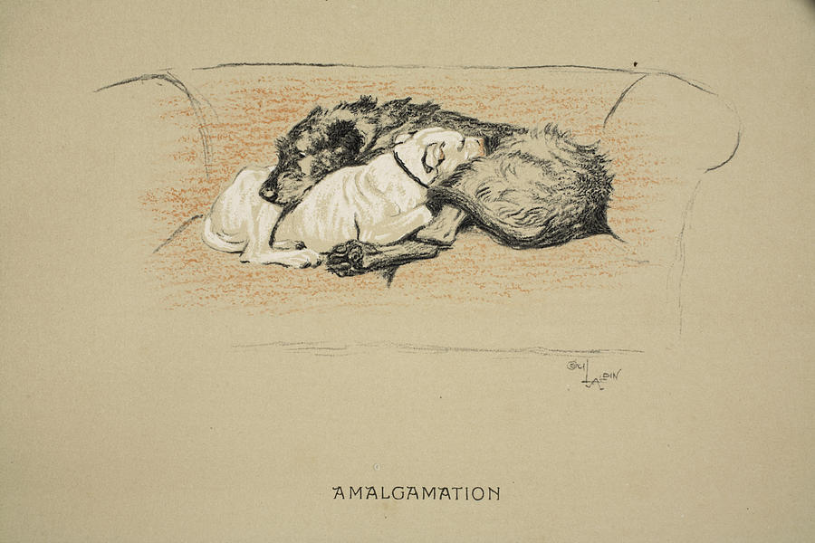 Dogs Drawing - Amalgamation, 1930, 1st Edition by Cecil Charles Windsor Aldin Dogs Drawing - Amalgamation, 1930, 1st Edition by Cecil Charles Windsor Aldin