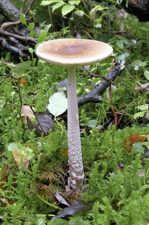 Mushroom Photograph - Amanita Batterae by Chris Dawe/science Photo Library