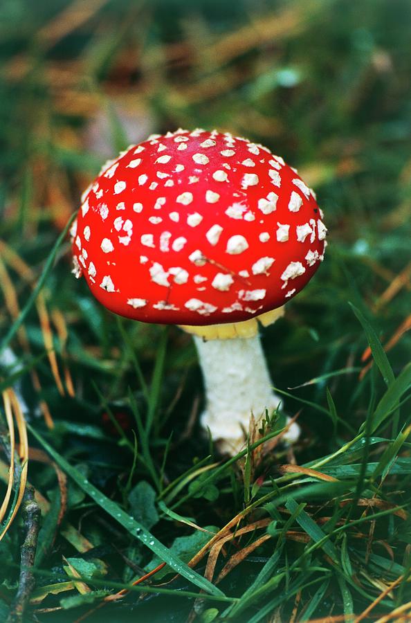 Amanita Muscaria 16. Photograph by Lesley G Pardoe/science Photo Library