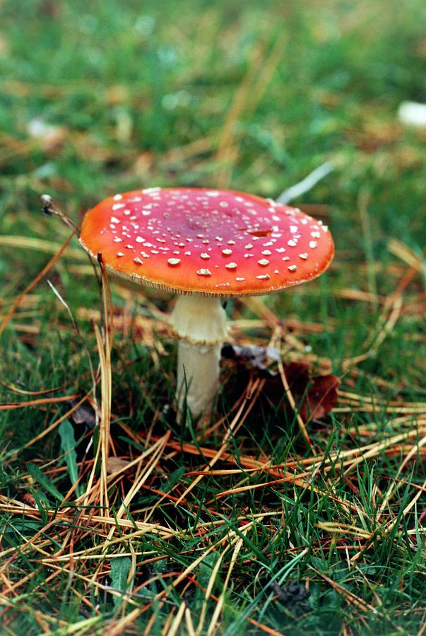 Amanita Muscaria 17. Photograph by Lesley G Pardoe/science Photo Library