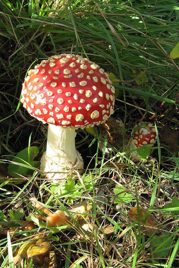 Mushroom Photograph - Amanita muscaria by Brian Chase