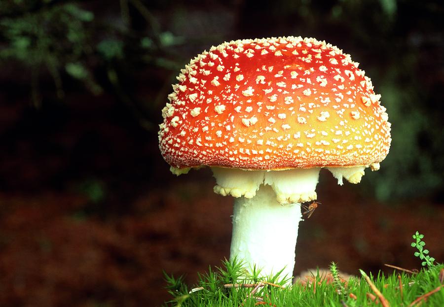 Mushroom Photograph - Amanita Muscaria. by Duncan Shaw/science Photo Library