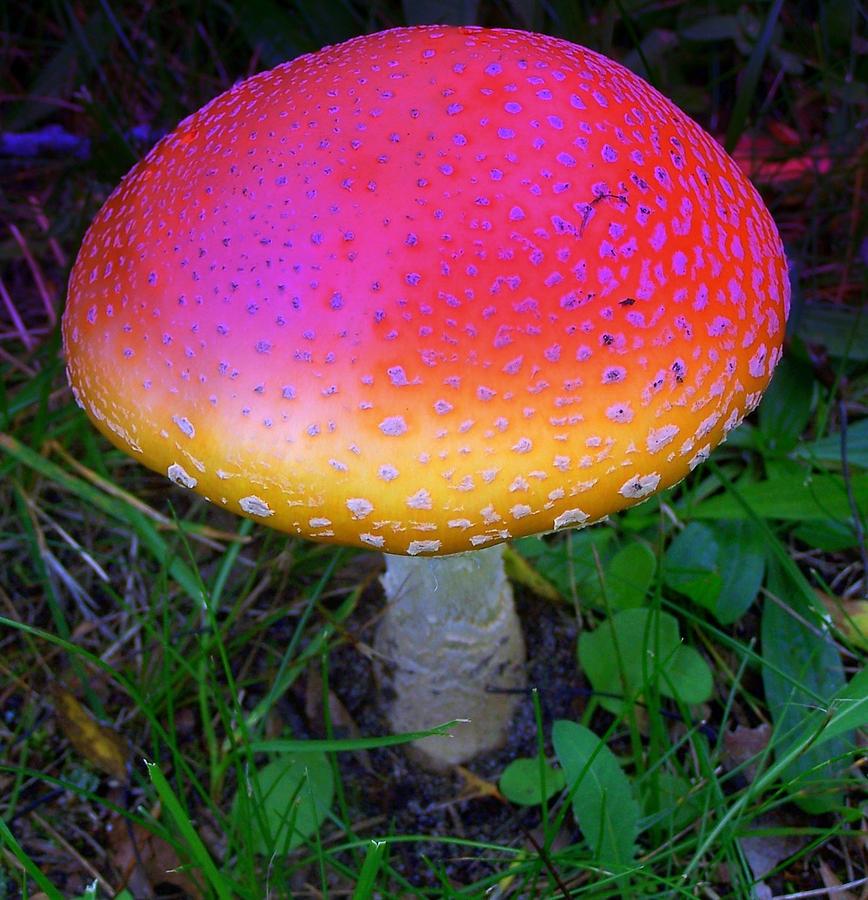 Amanita Muscaria Photograph by Kathleen Luther