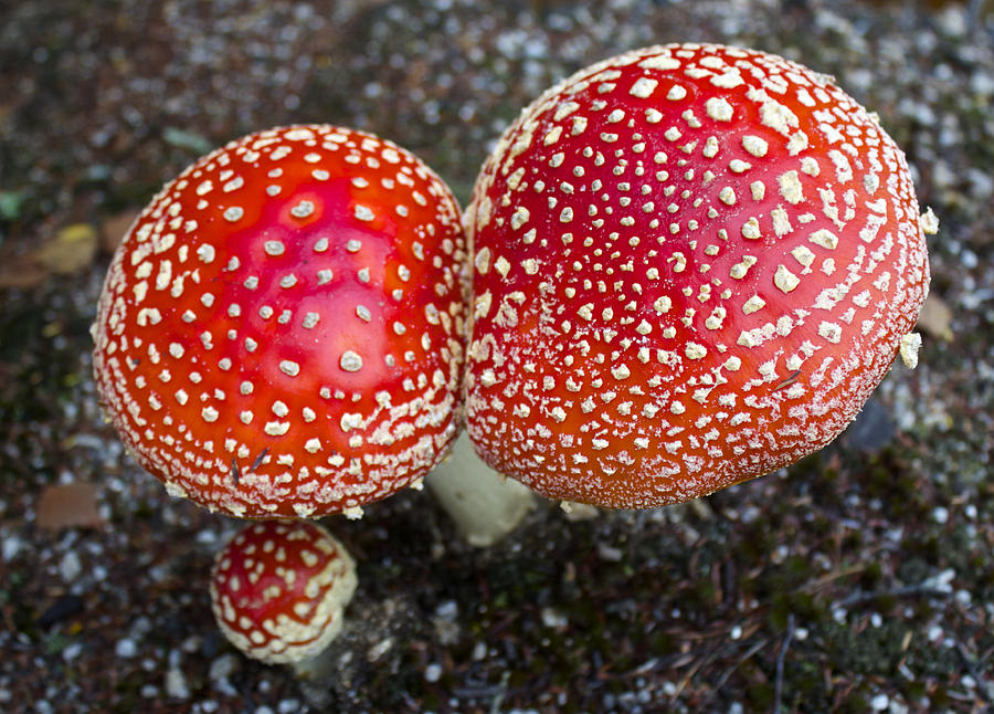 Amanita Muscaria Toadstools Photograph by Venetia Featherstone-Witty