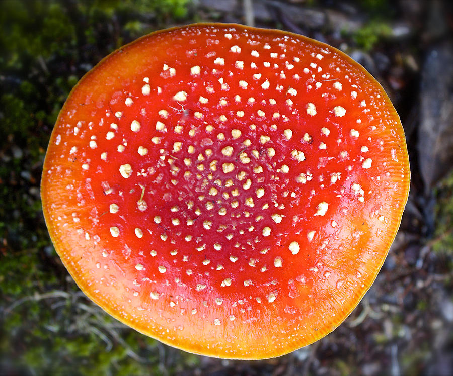 Mushroom Photograph - Amanita Muscaria by Venetia Featherstone-Witty