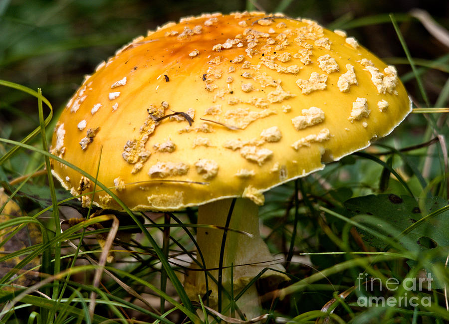 Amanita Mushroom Photograph by Cheryl Baxter
