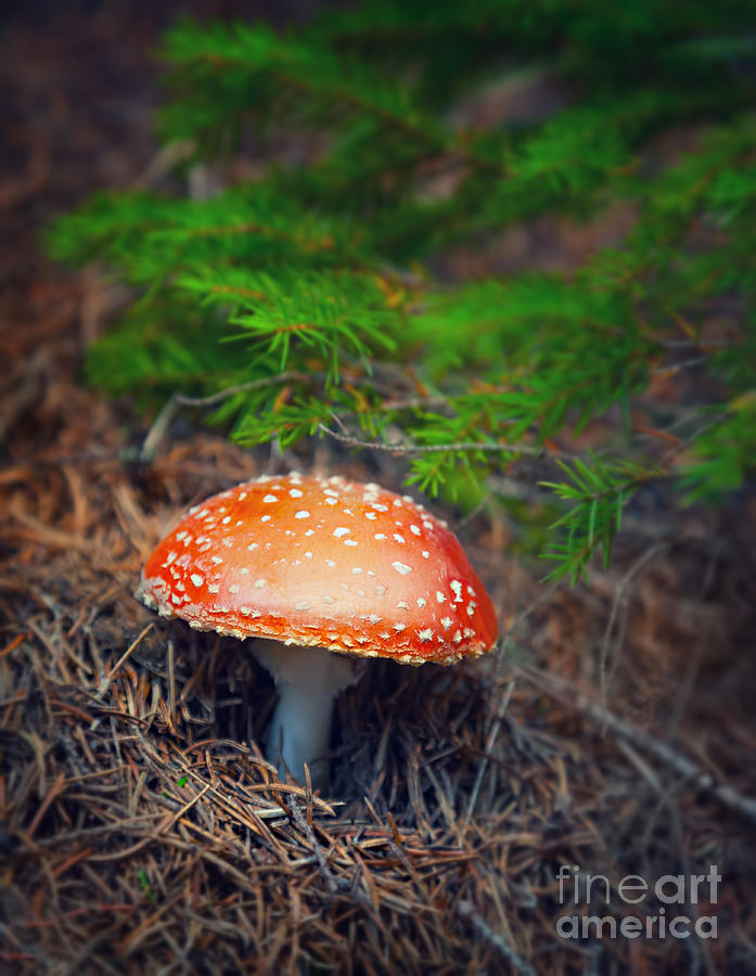 Amanita mushroom in autumn forest Photograph by Anna Om