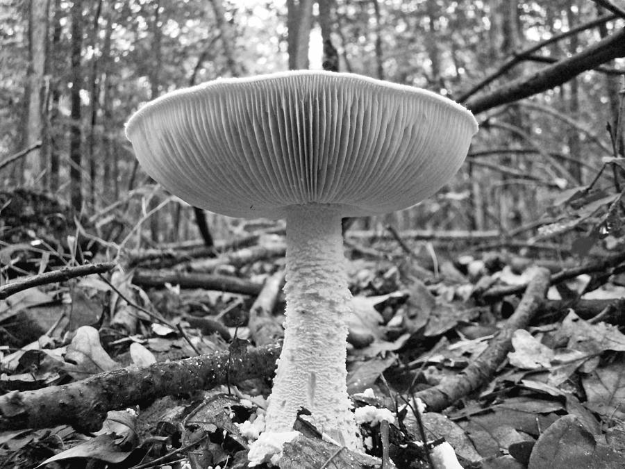 Amanita Mushroom In Black And White Photograph by Carol Senske