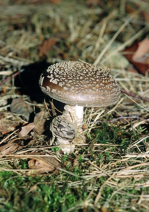 Mushroom Photograph - Amanita Pantherina 16. by Brian Gadsby/science Photo Library