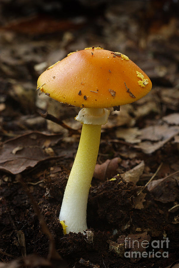 Amanita Sp. Mushroom Photograph by Susan Leavines