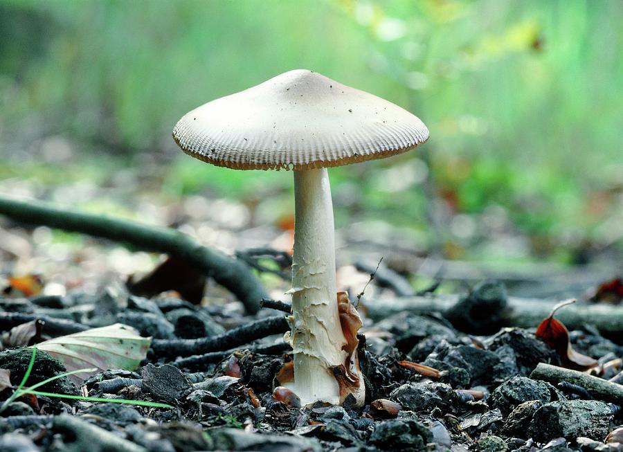 Mushroom Photograph - Amanita Vaginata 16. by Steve Taylor/science Photo Library