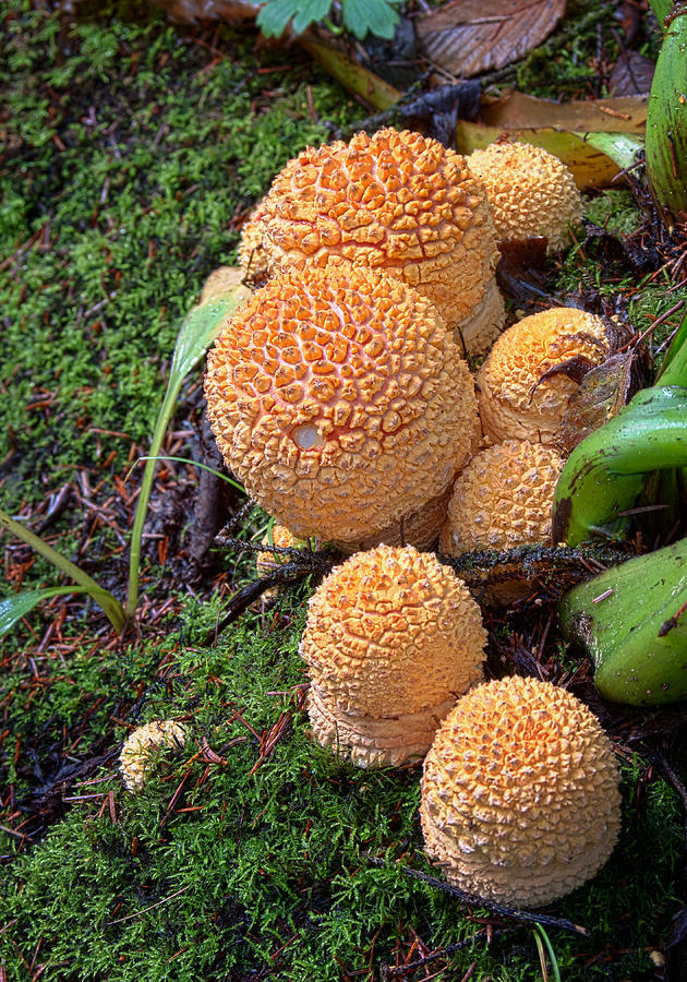 Mushroom Photograph - Amanitas by Betty Depee