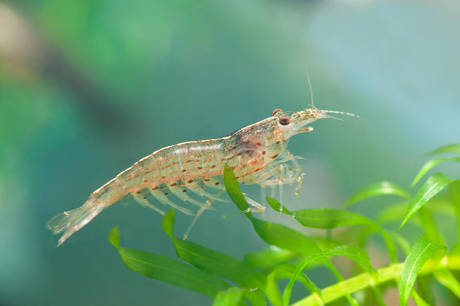 Amano ( Caridina japonica ) dwarf shrimp Photograph by Kerkla