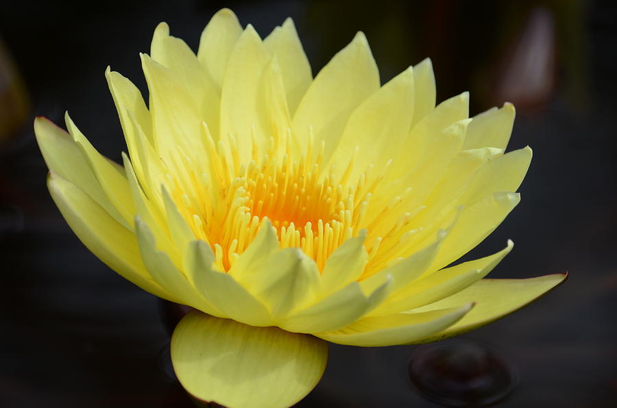 Amarillo Lotus Photograph by Maria Urso