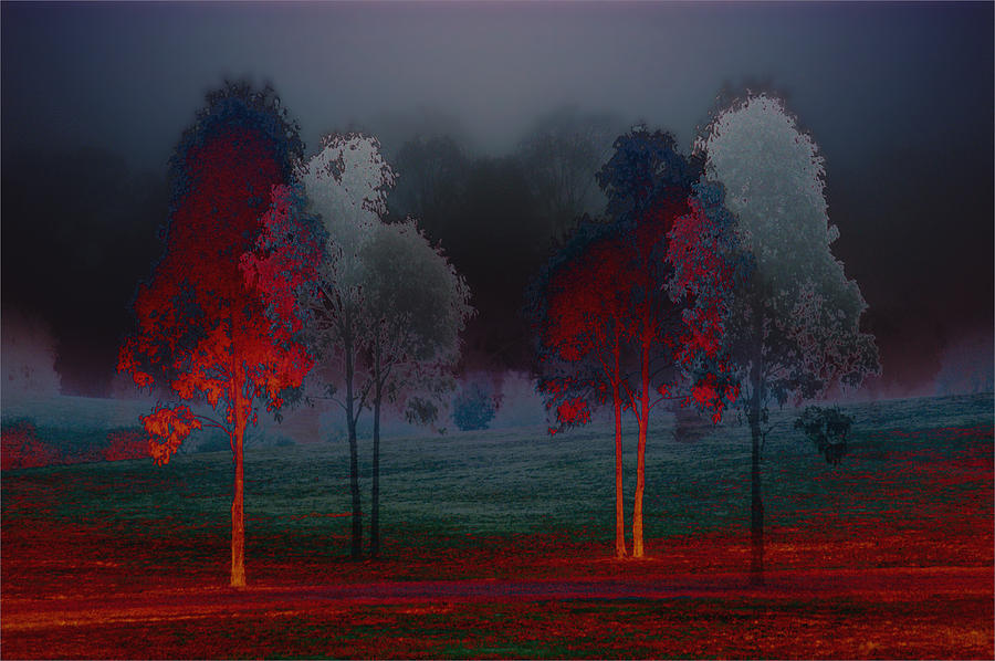 Tree Photograph - Amaroo Blue by Gary Bandzmer