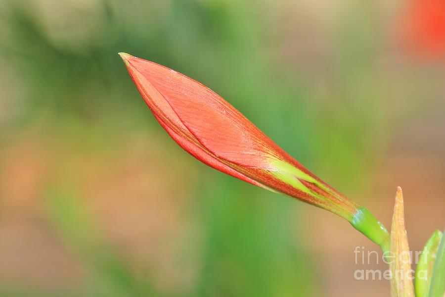 Amaryllis - Red Romance Flower Photograph