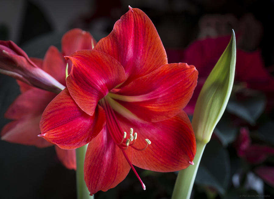 Amaryllis 1 Photograph by Phil Abrams