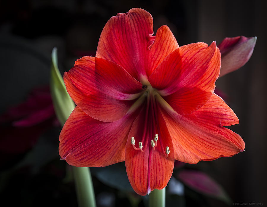 Amaryllis 2 Photograph by Phil Abrams