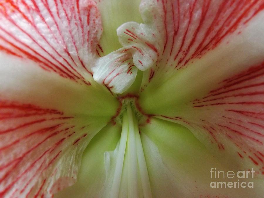 Amaryllis Abstract Photograph by Brigitte Emme
