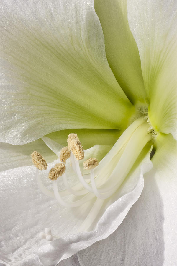 Abstract Photograph - Amaryllis by Adam Romanowicz