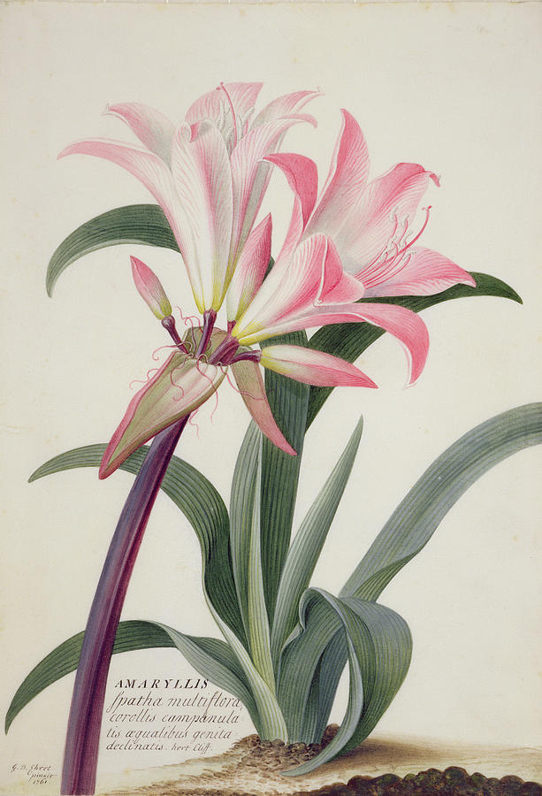 Flower Painting - Amaryllis Belladonna, 1761 by Georg Dionysius Ehret