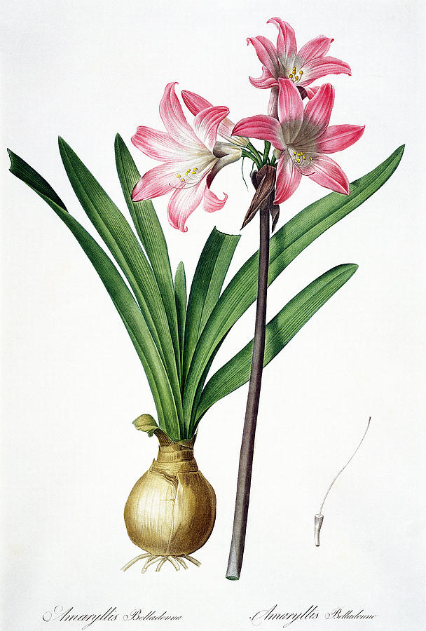 Flower Painting - Amaryllis Belladonna by Pierre Joseph Redoute