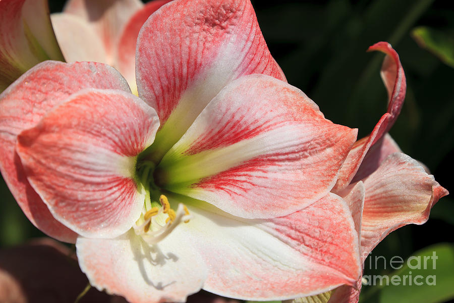 Amaryllis Bloom Photograph by Jill Lang