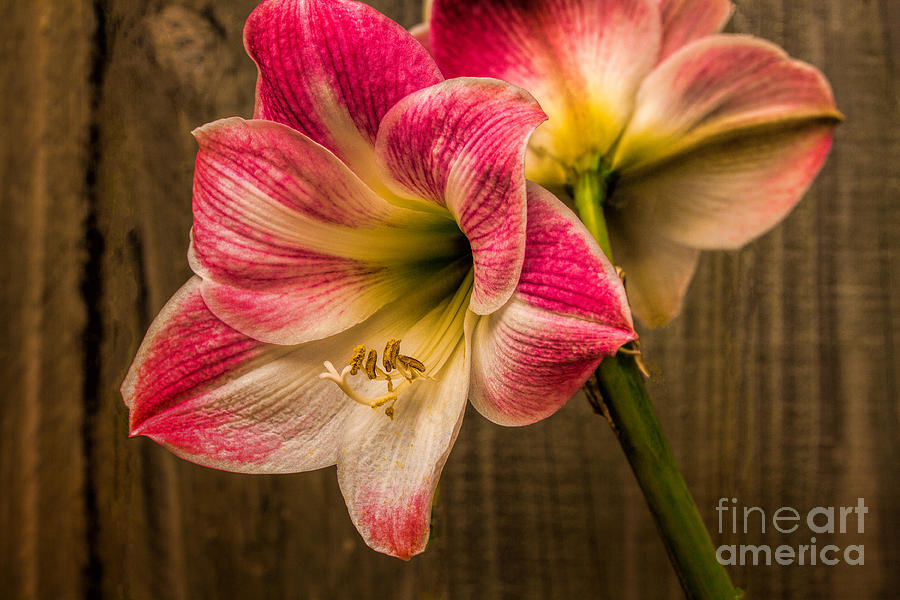 Amaryllis Blooms Photograph by Dave Bosse