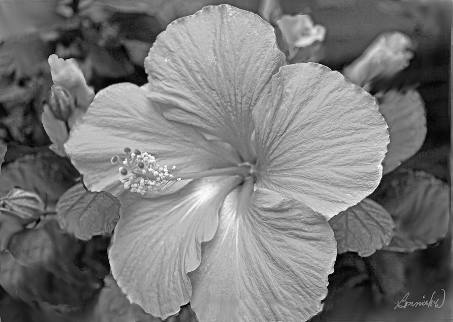 Hibiscus Photograph by Bonnie Willis