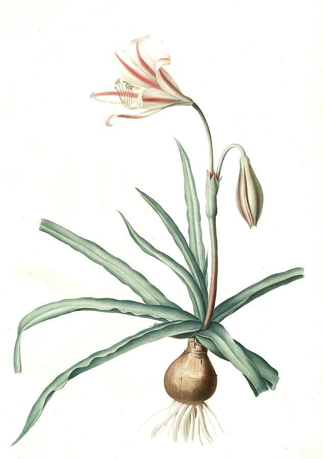 Flower Drawing - Amaryllis Broussonetii, Amaryllis De Boussonet by Artokoloro