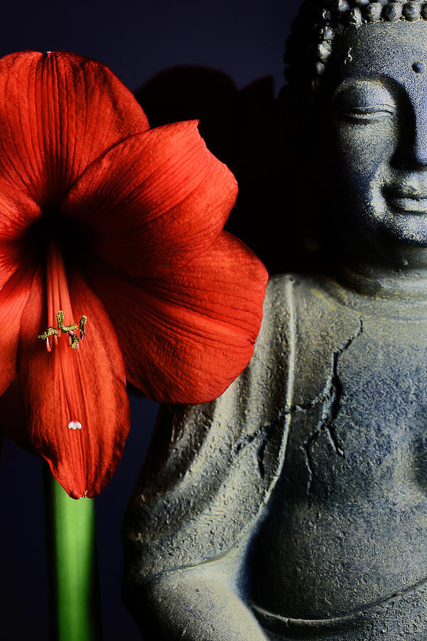 Amaryllis Buddha Photograph by Falko Follert