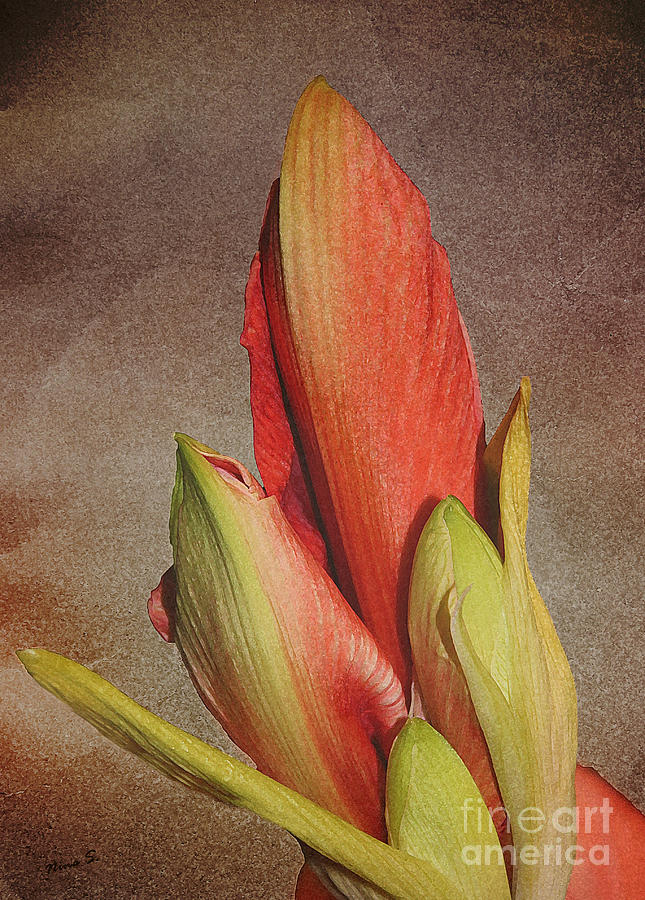 Amaryllis Buds and Paper Photograph by Nina Silver