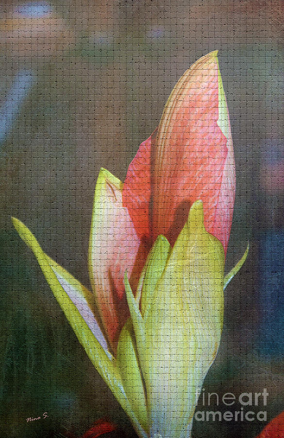 Amaryllis Buds on Tile Photograph by Nina Silver