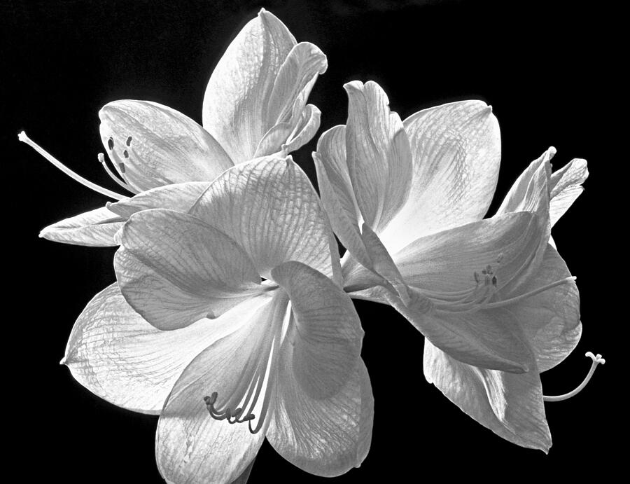 Flower Photograph - Amaryllis - BW by Paul W Faust -  Impressions of Light