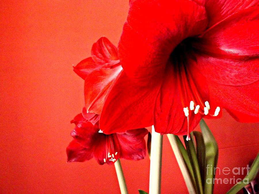 Amaryllis Photograph by Clare Bevan