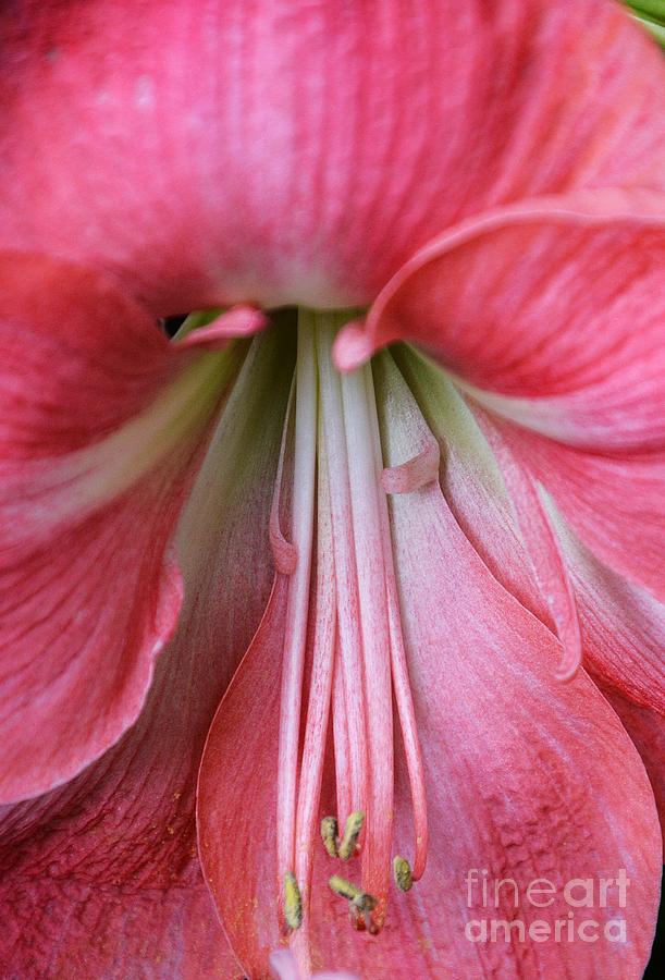 Amaryllis Close Up Photograph by Cindy Manero