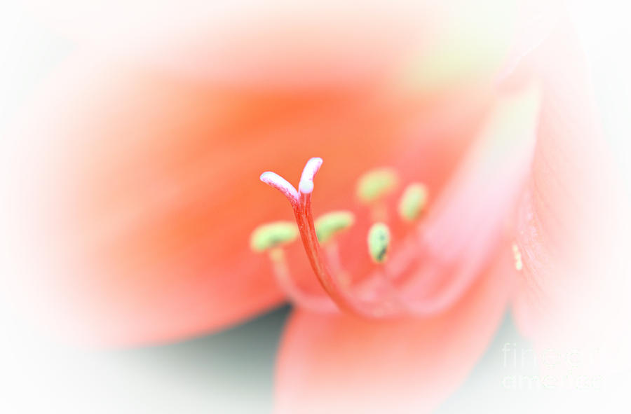 Amaryllis Coral Photograph by Charline Xia