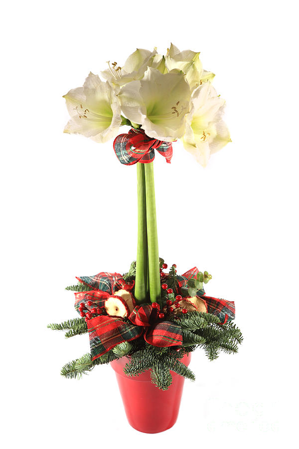 Amaryllis Photograph - Amaryllis by Deborah Benbrook Amaryllis Photograph - Amaryllis by Deborah Benbrook